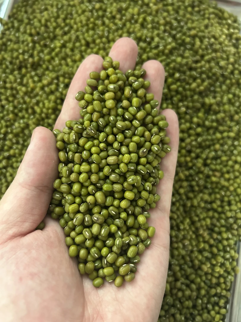 精选正宗绿豆天然健康粗粮可做绿豆汤豆沙的当季杂粮东北