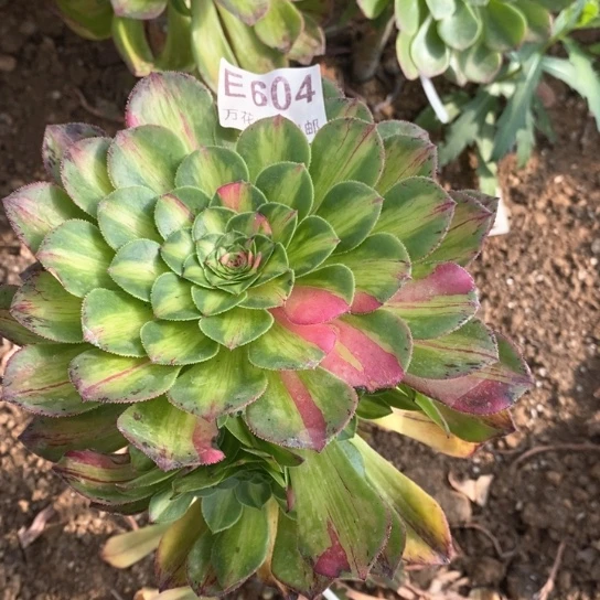 604知否砍过掰了发多肉