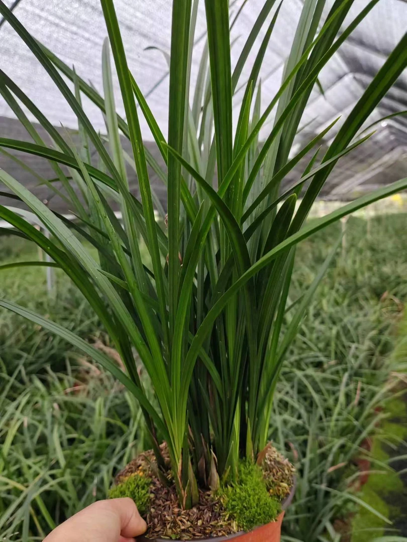 春剑盆景草人工种植一物一拍