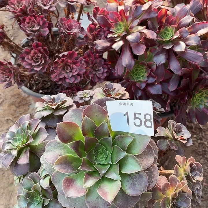 158号一物一拍三颗法师