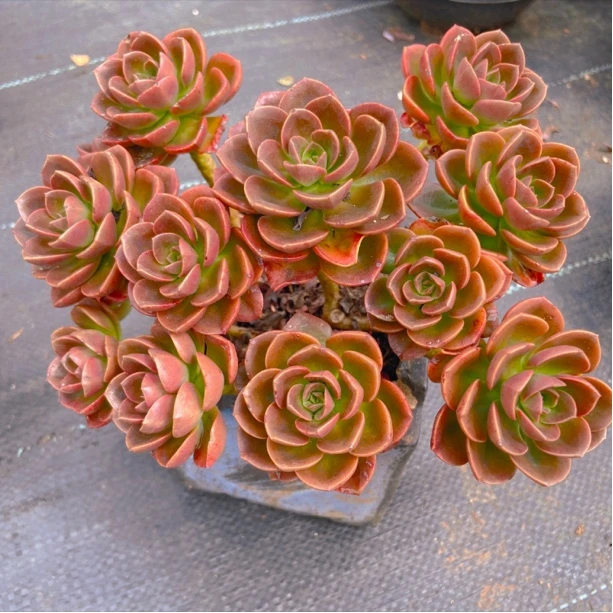 花青谷园艺    精品多肉  巧克力