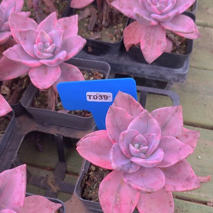 t039旭鹤锦单头发