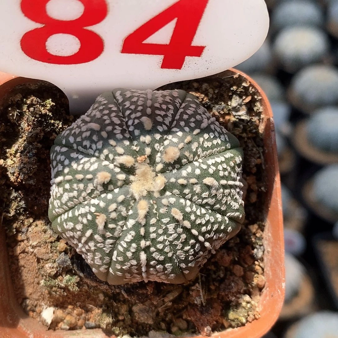 84奇迹海星兜系列产品