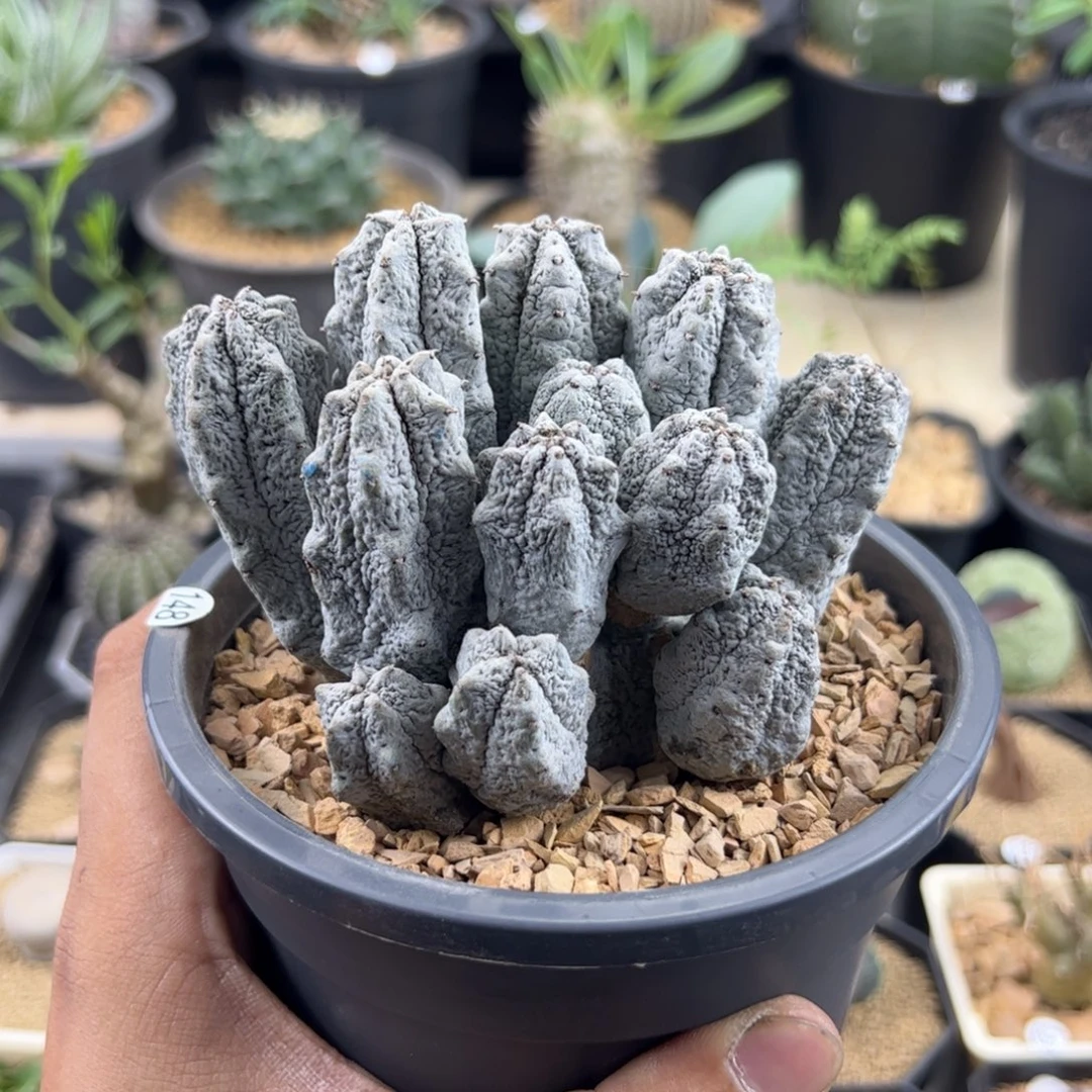 水泥柱群13头一物一拍