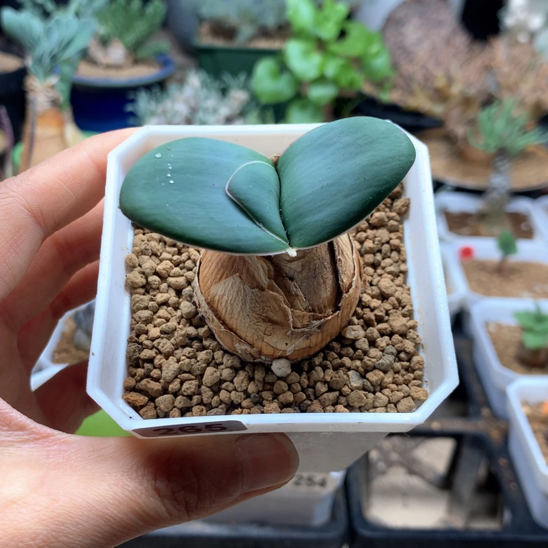 灯台百合多肉带盆3.1cm