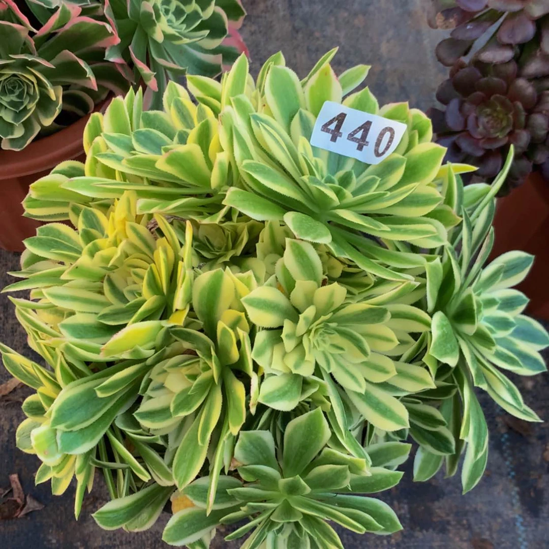 【闪购商品】440颜宁多肉