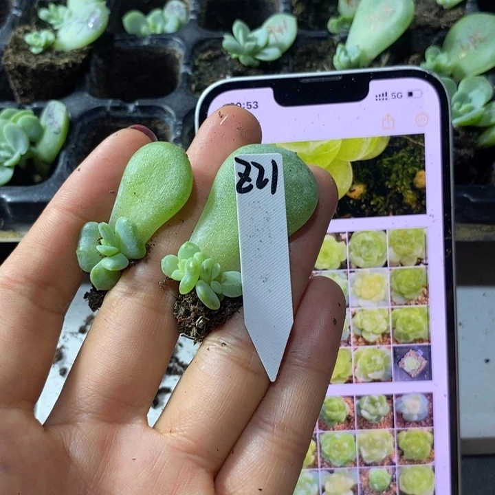 珍妮z21芽苗一个多肉