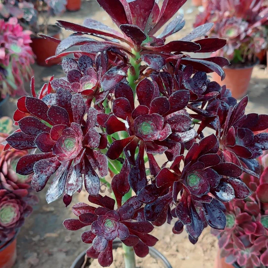 黑圆叶多肉738满20包邮断枝不包