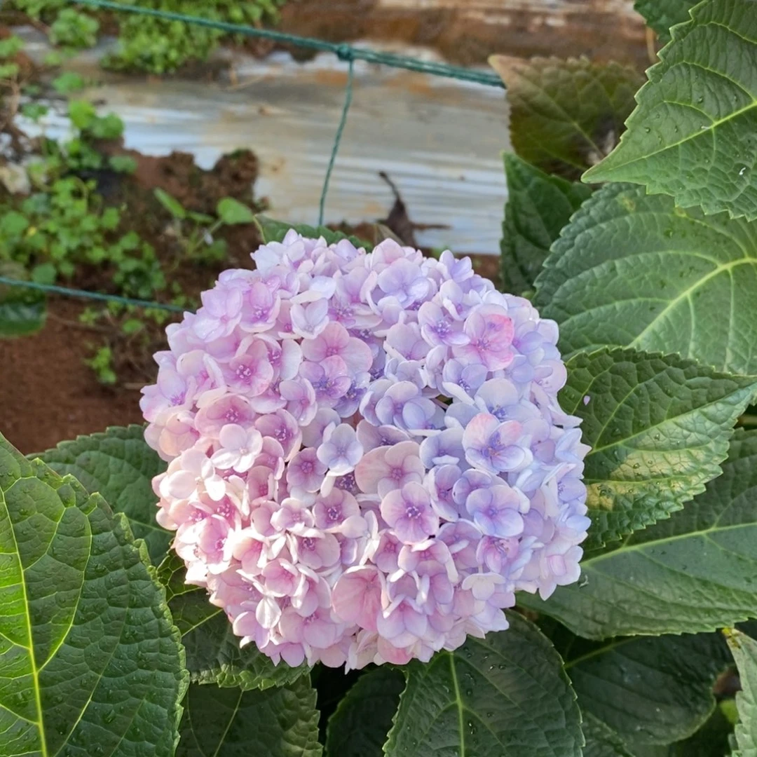 加购183号绣球/有色差介意勿拍/3单冷链包邮/偏远补运费发德邦
