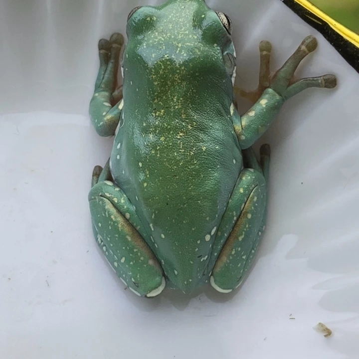 老爷树蛙澳蓝洒金15号