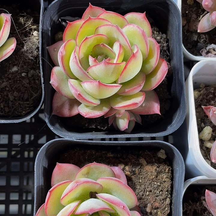 单头牡丹亭带盆土