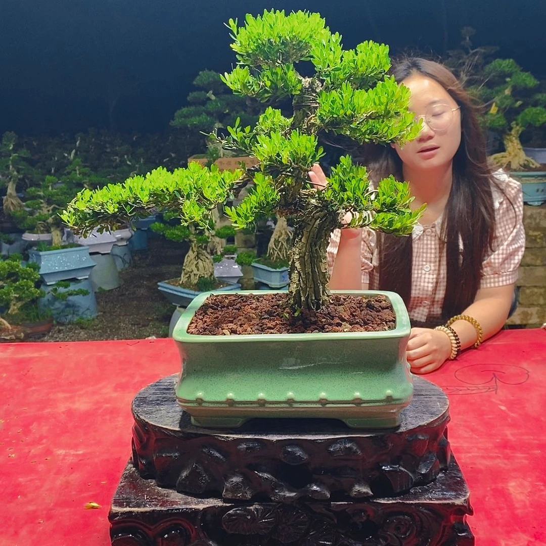 完全开放广东黄杨盆景