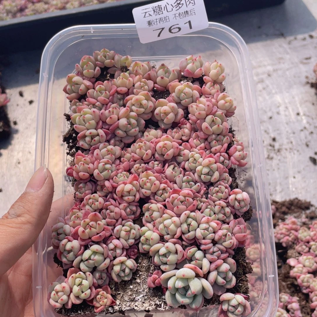 云糖心多肉植物761