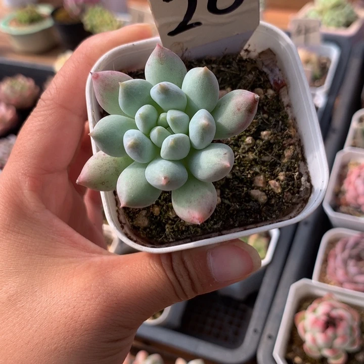 精控虞美人杂单头