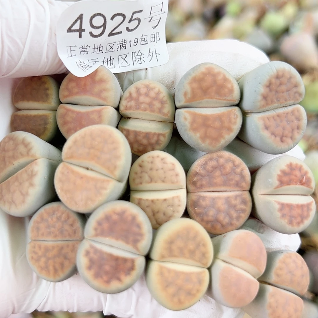 4925 好养易活生石花大母本15个