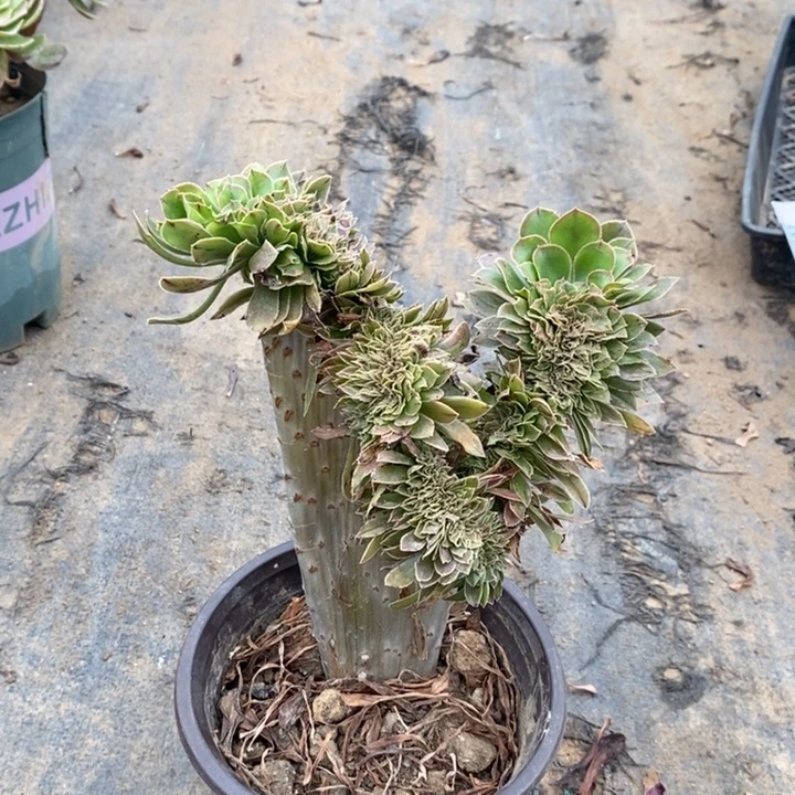 原始绿缀多肉植物016