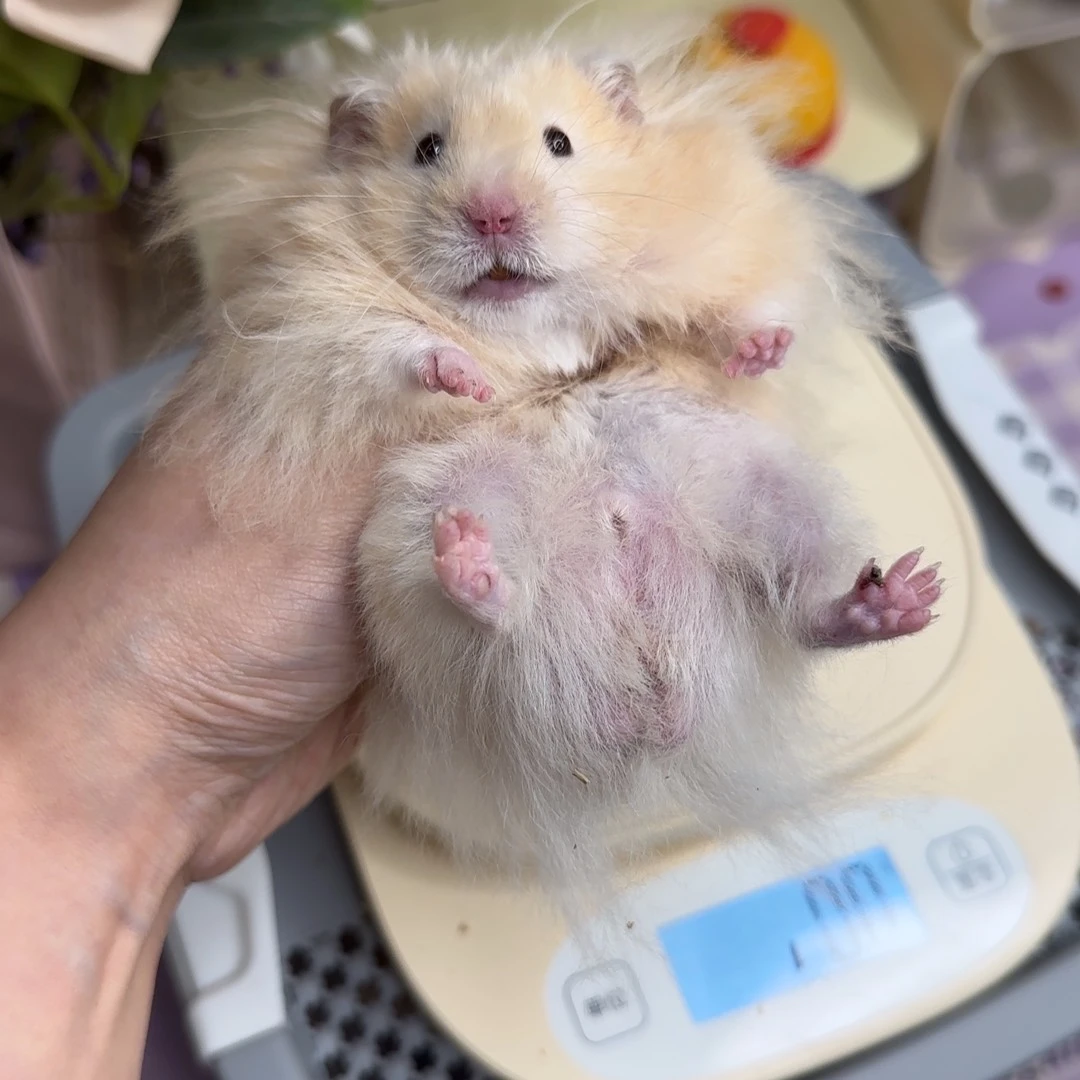 面纹黄弟弟4.4生日