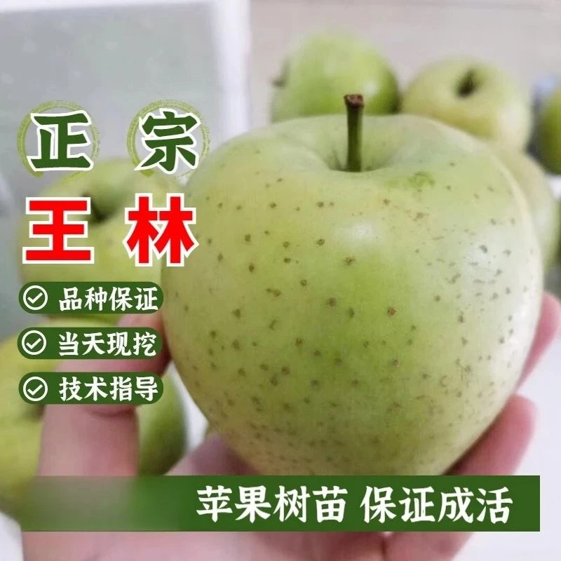 嫁接王林苹果树苗盆栽脆甜青苹果苗庭院地栽南方北方当年结果树苗
