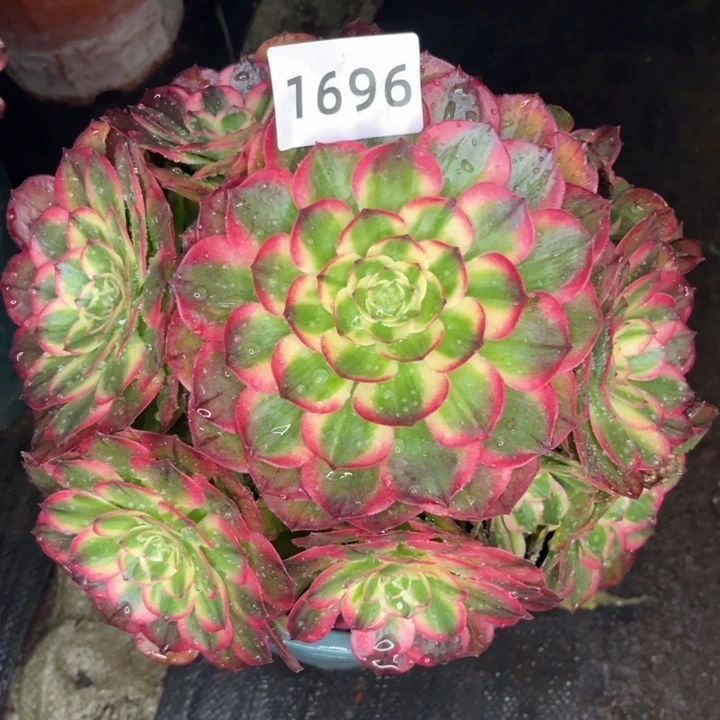 红海王特价多肉发货