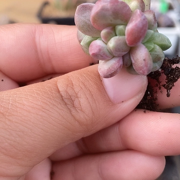 720号楼兰美人，红锦基因朵朵