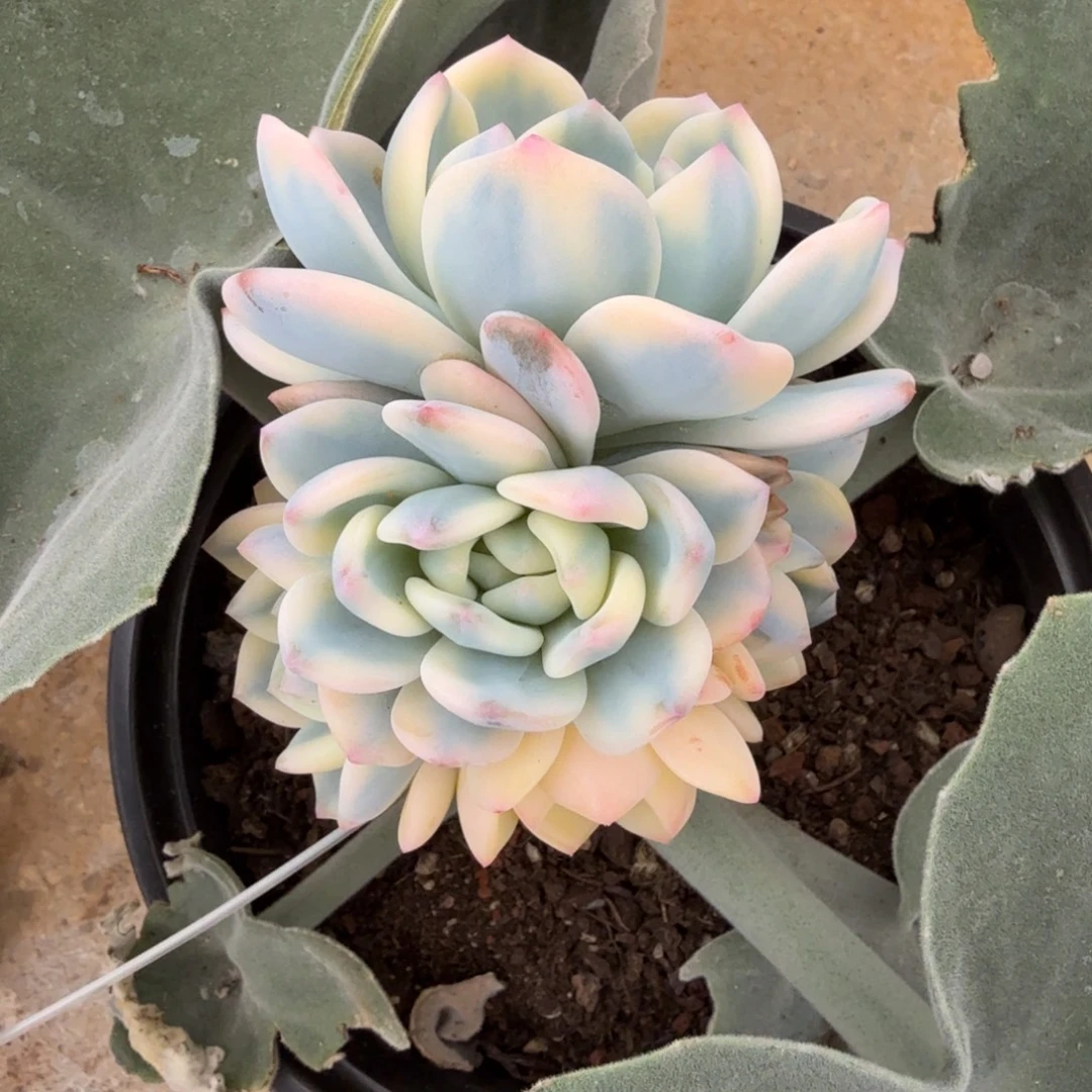 星影锦锦上园艺一物一拍