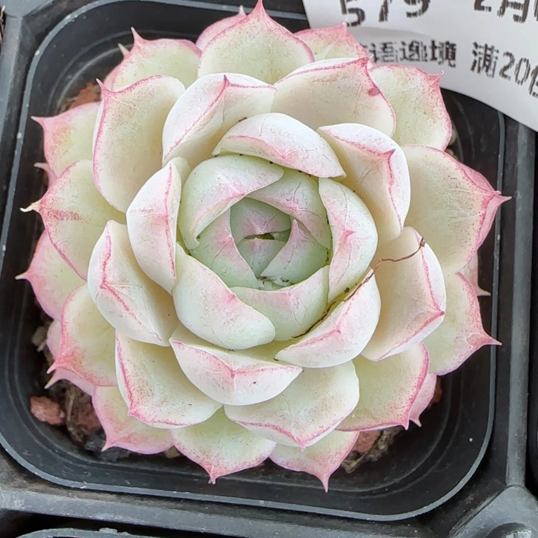 花语逸镜0201-579