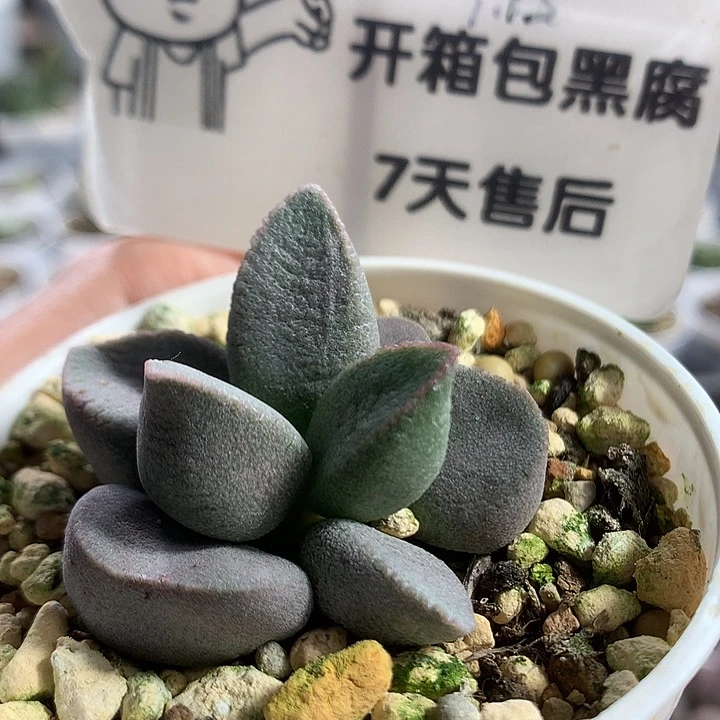 A7424 专拍专拍专拍