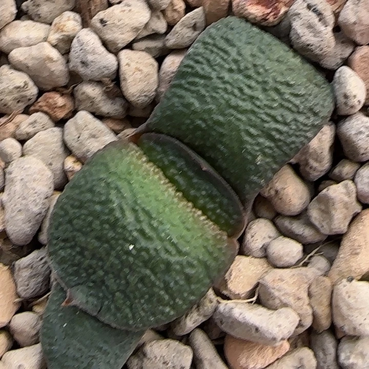 阿波罗卧牛侧芽 有锦基因