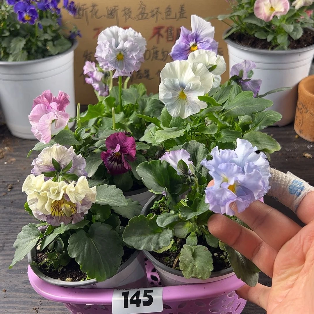 大部分花苞少量开放145号