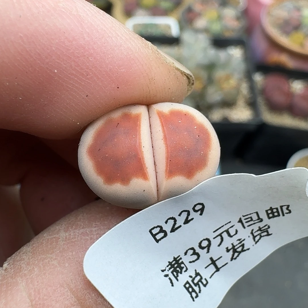 水****229达多肉哈哈哈哈哈哈哈