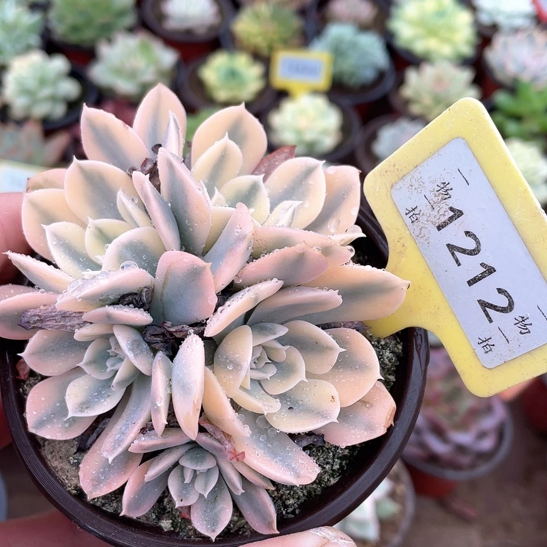 冰***冰1212号多肉植物盆栽