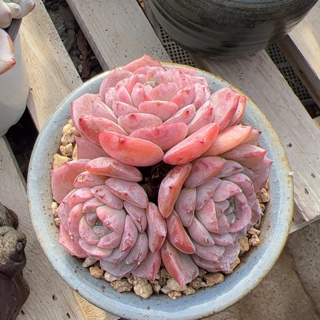 爱丽女王群生老桩