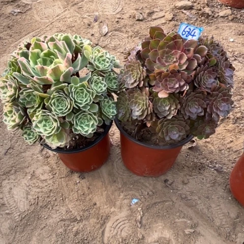 684多肉植物组合，