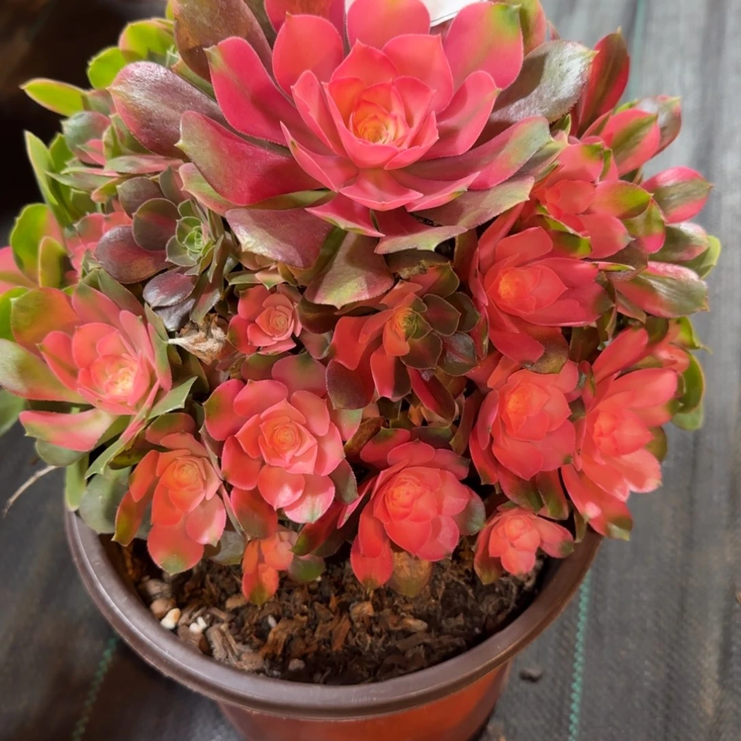 刘***姐香妃多肉6241多肉