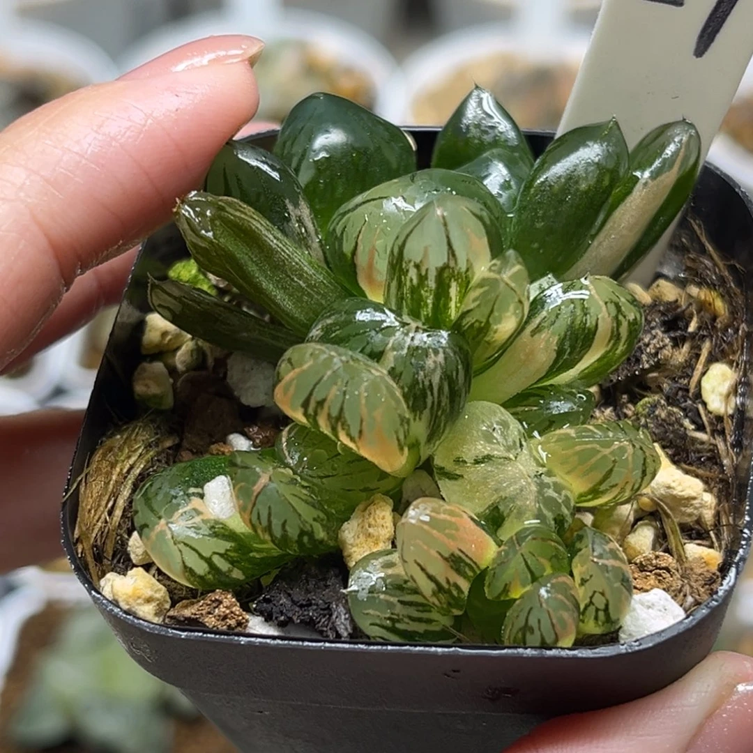 57红太阳玉露锦带仔福利专场