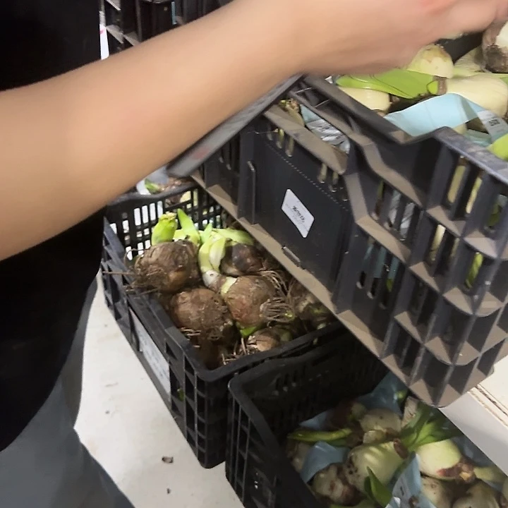 盖世花6.5公分丑球福利