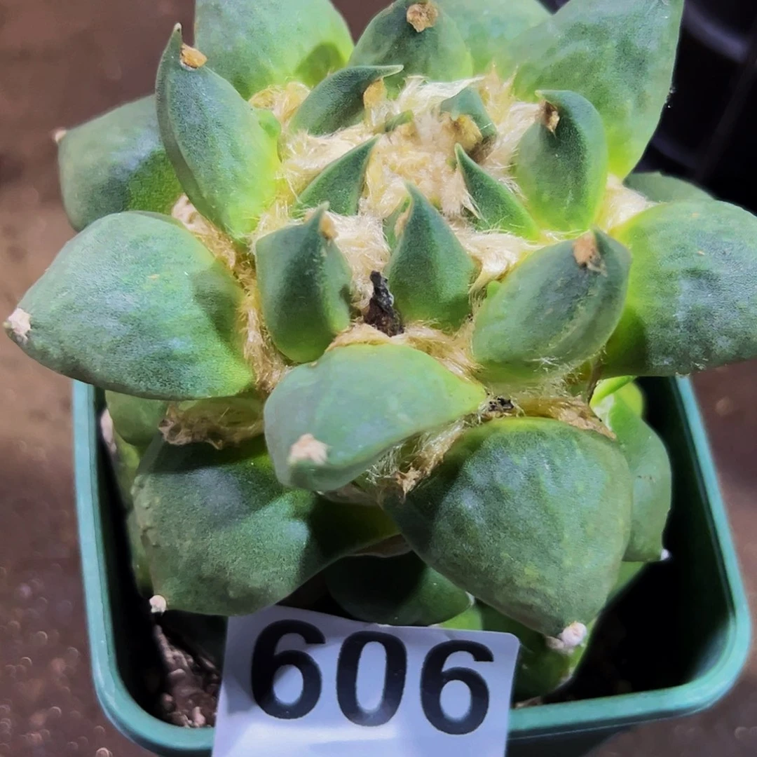 无花朵杂交龙芽牡丹606