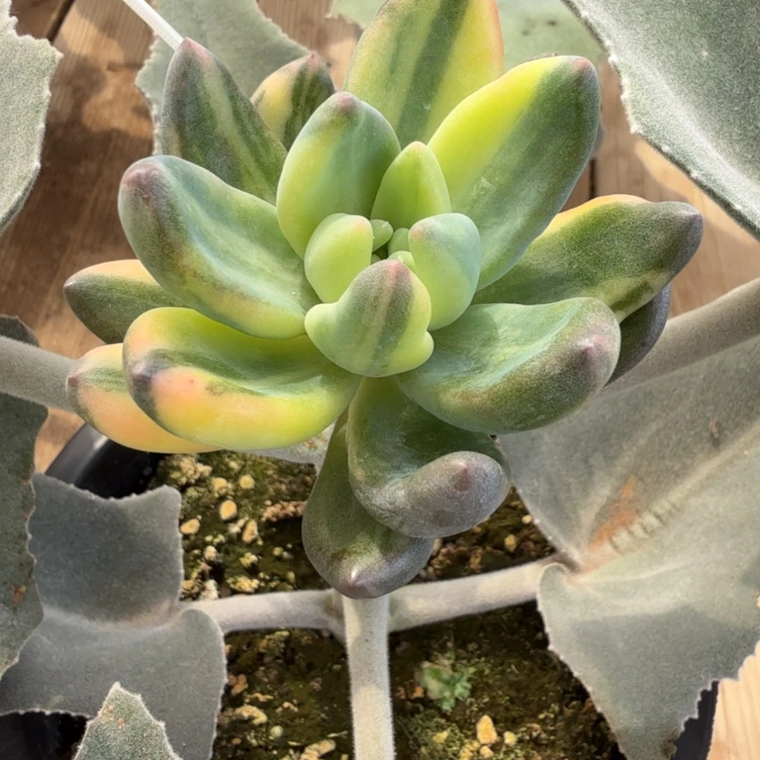 紫丽殿 安吉园艺锦