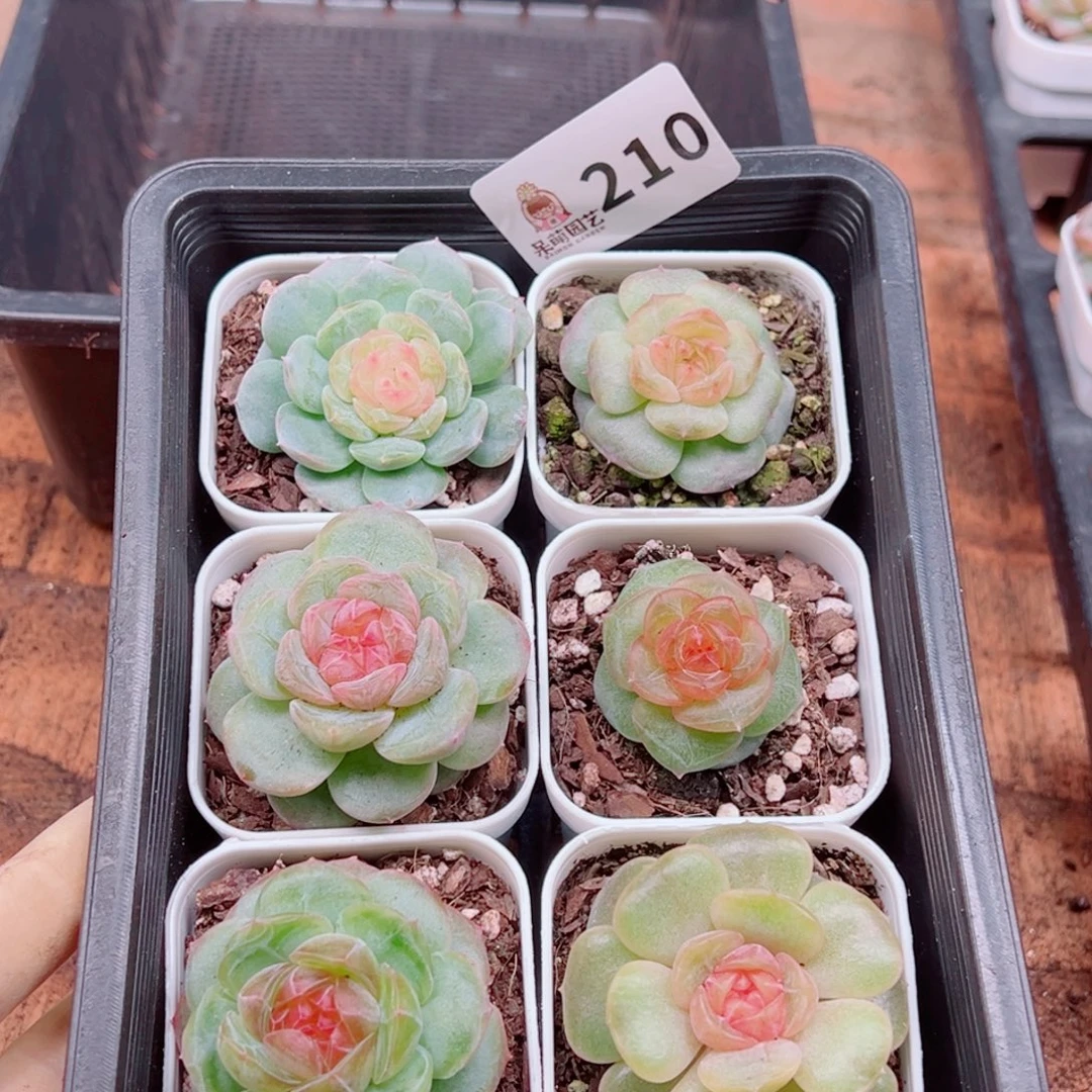 碳***丫多肉植物多肉植物