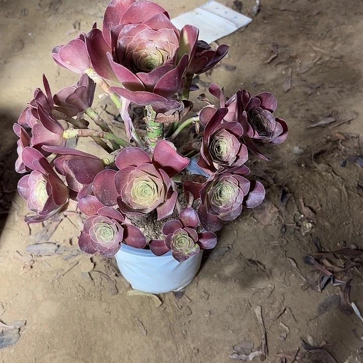 多肉植物法师魅金62