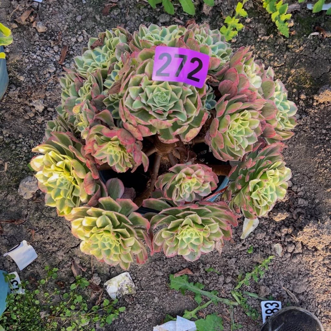 孔雀翎法师26/-/—3包邮