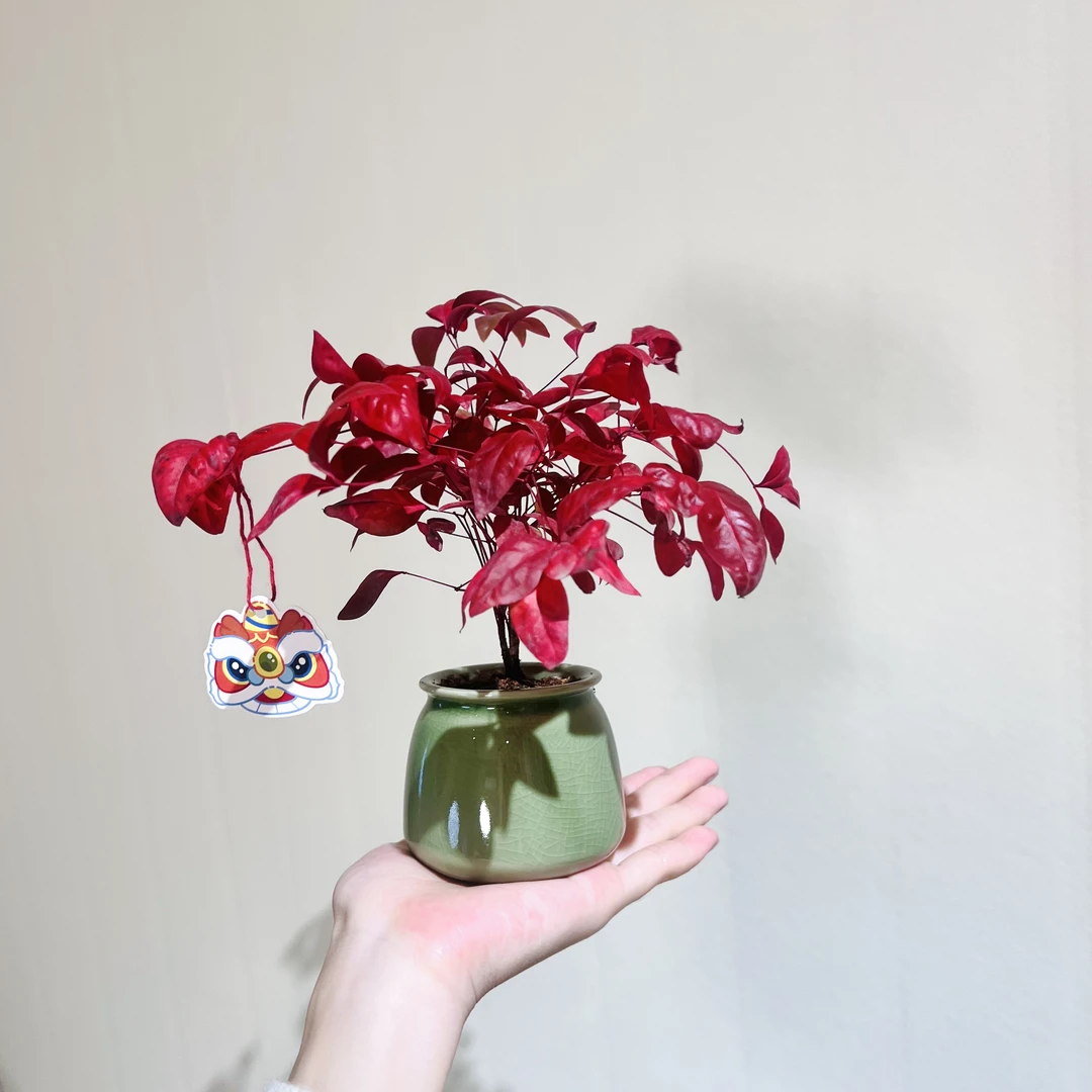 火焰南天竹室内好养加赠青瓷盆