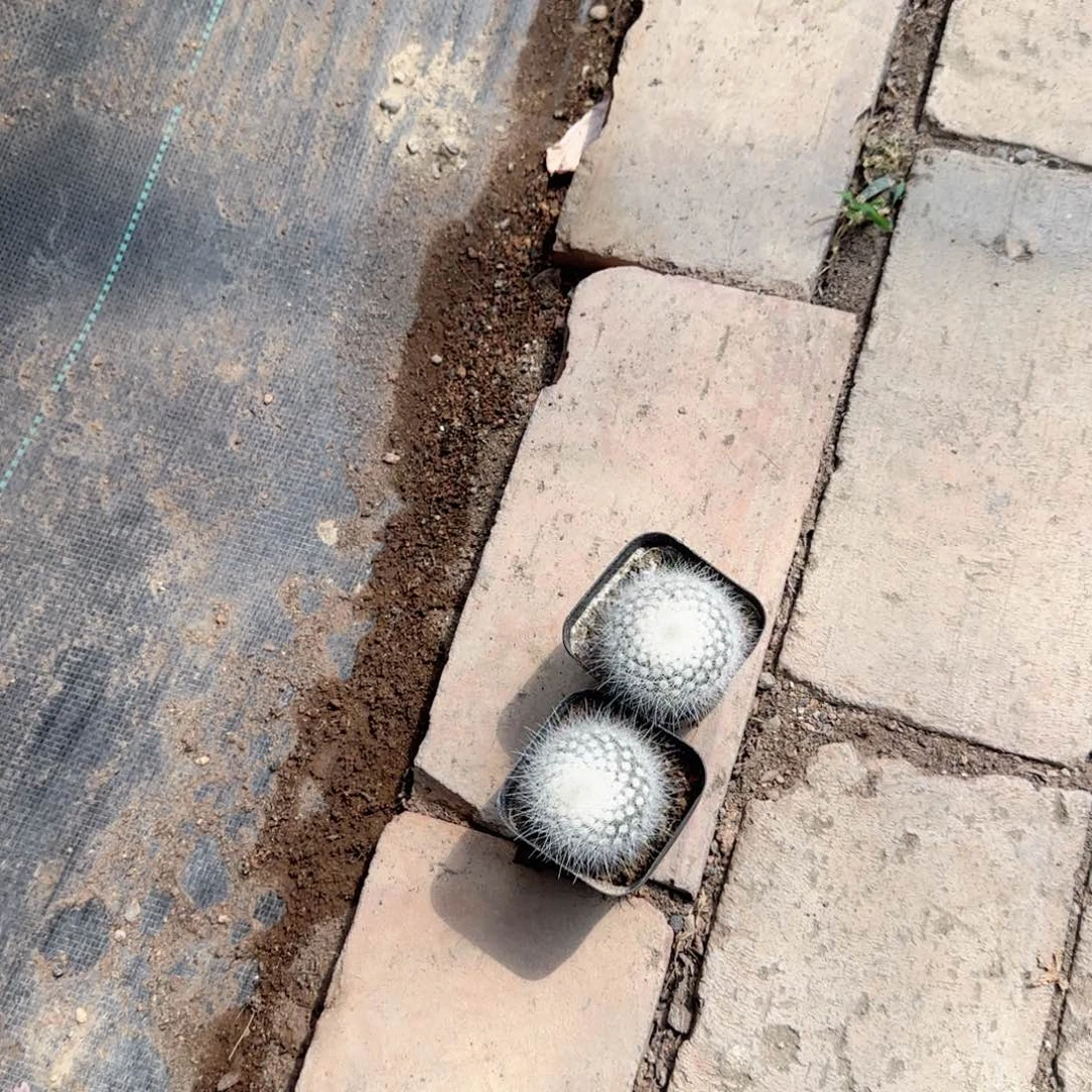 白**霜白小丁两盆小单头多肉植物