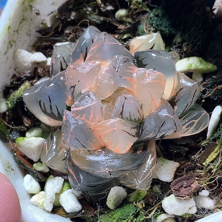 715水中月锦特选福利