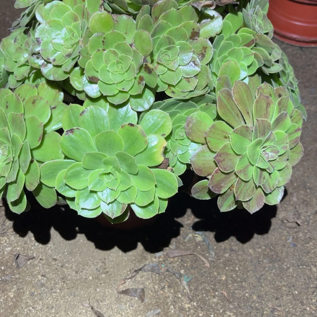 花月夜多肉法师109号