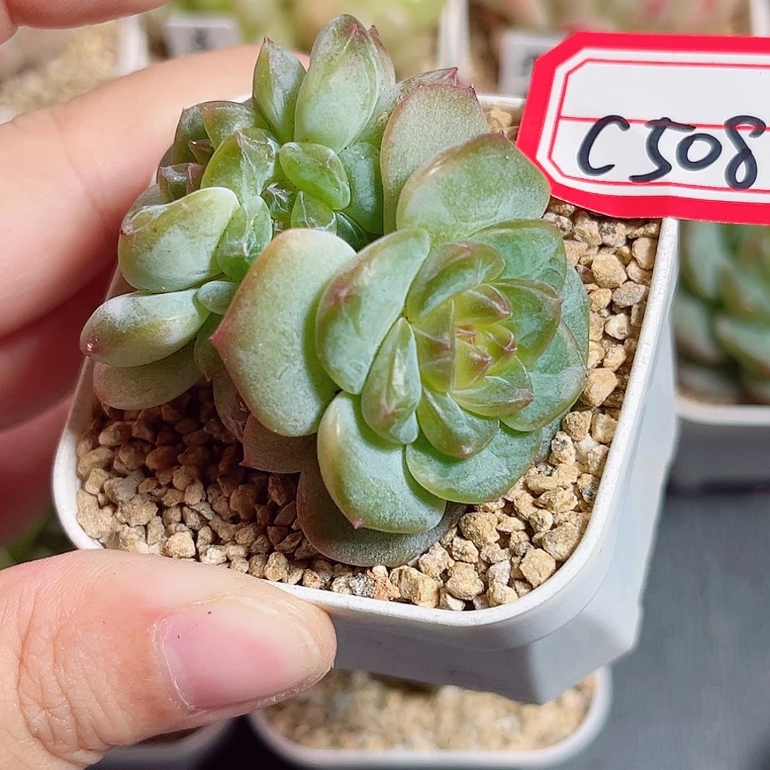 C508 一物一拍 轻颜