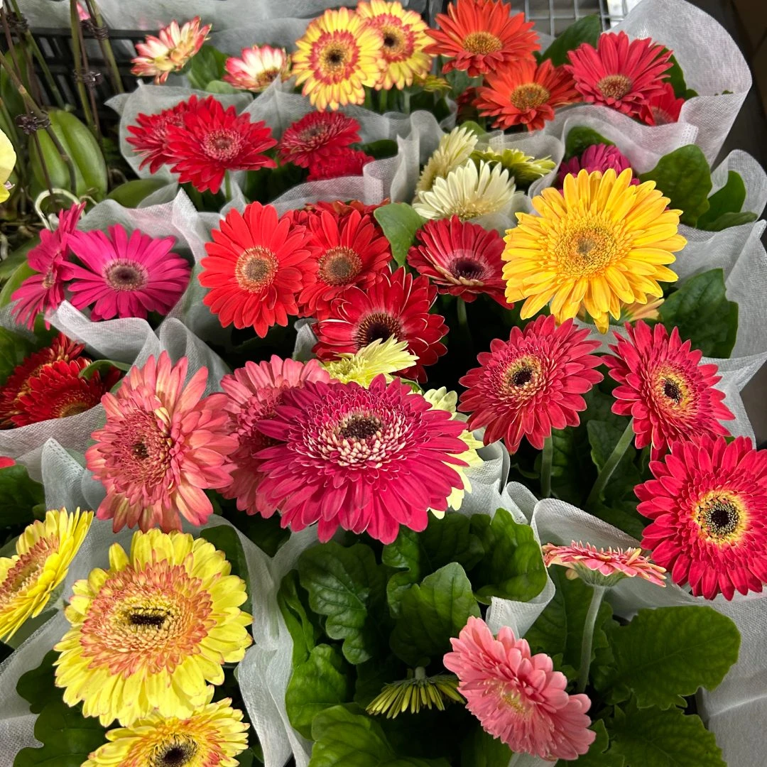 非洲菊2盆2色带花带花苞原盆原土发货