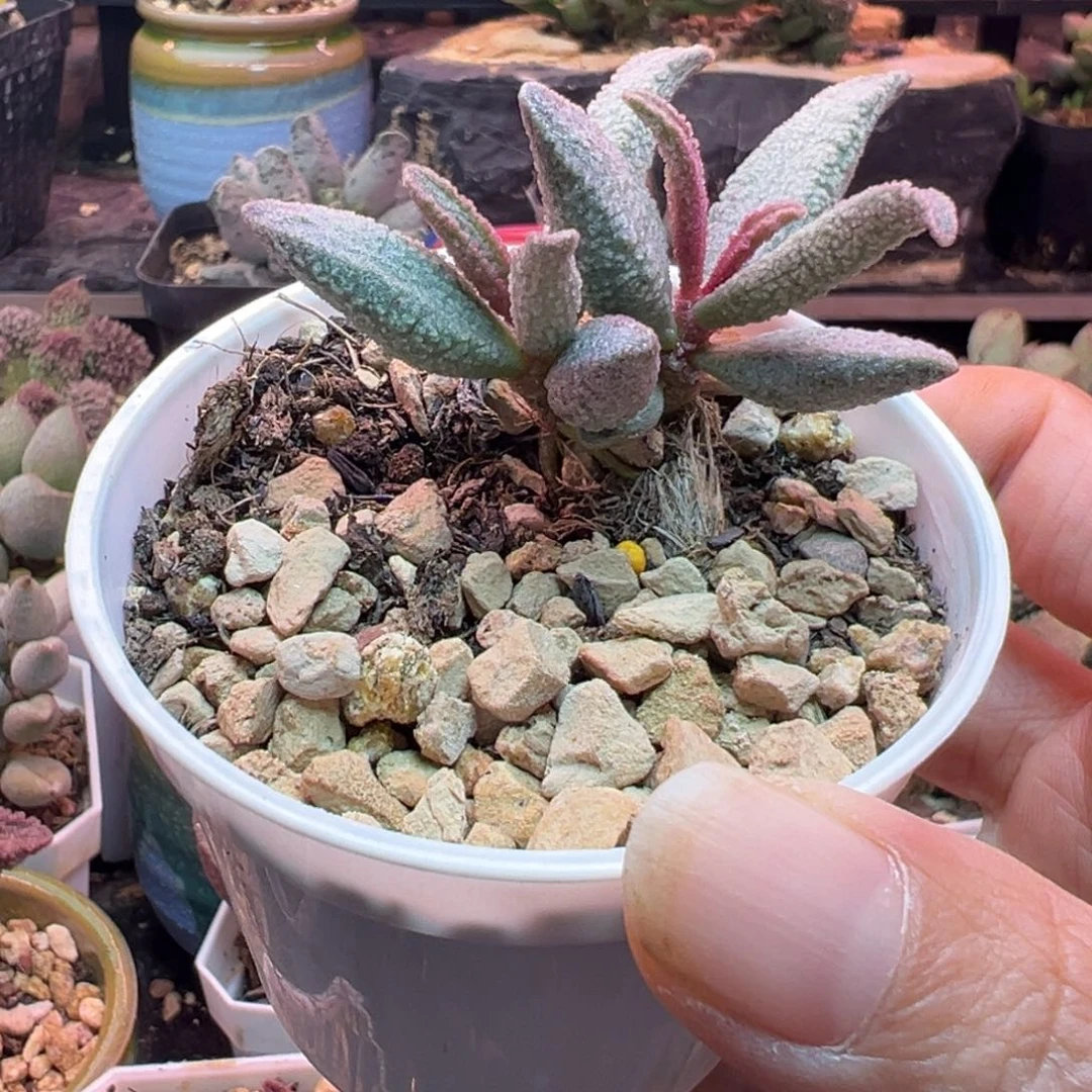 一组自拍，感谢支持