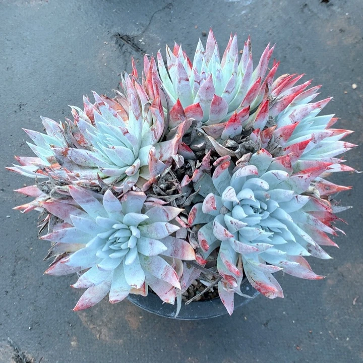 苹果叶雪山二代，多肉植物