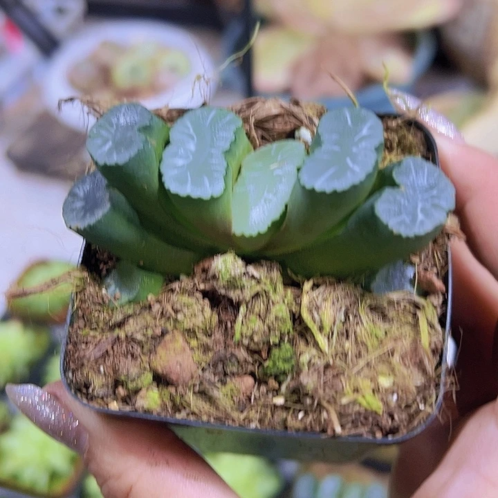 白亚玉扇19包邮多肉植物